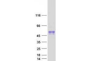 Validation with Western Blot