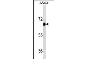 DYRK2 Antibody (ABIN1539912 and ABIN2843861) western blot analysis in A549 cell line lysates (35 μg/lane). (DYRK2 anticorps  (AA 105-135))