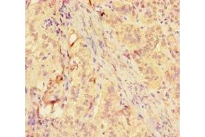 Immunohistochemistry of paraffin-embedded human adrenal gland tissue using ABIN7158878 at dilution of 1:100