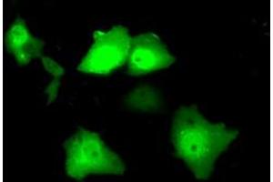 Immunofluorescence (IF) image for anti-Serine Racemase (SRR) antibody (ABIN1501134) (SRR anticorps)