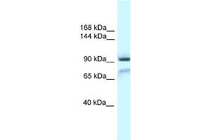 WB Suggested Anti-Gria1 Antibody Titration: 1. (Glutamate Receptor 1 anticorps  (N-Term))