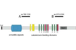 Image no. 1 for anti-Adenomatous Polyposis Coli (APC) antibody (ABIN1105401) (APC anticorps)