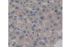 Used in DAB staining on fromalin fixed paraffin- embedded Kidney tissue (HDC anticorps  (AA 341-597))