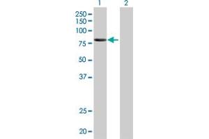 Lane 1: KEL transfected lysate ( 82.
