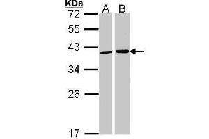 WB Image Sample (30 ug of whole cell lysate) A: 293T B: H1299 12% SDS PAGE antibody diluted at 1:1000 (Fibrillarin anticorps)