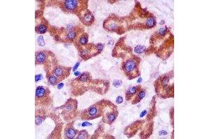 Immunohistochemistry (IHC) image for anti-14-3-3 alpha + beta (YWHAB) antibody (ABIN7308516)