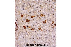 Mouse Pak7 Antibody (N-term) ((ABIN657995 and ABIN2846941))immunohistochemistry analysis in formalin fixed and paraffin embedded mouse brain tissue followed by peroxidase conjugation of the secondary antibody and DAB staining. (PAK7 anticorps  (N-Term))