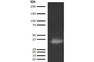 Western Blotting (WB) image for anti-Cathepsin G (CTSG) antibody (Biotin) (ABIN613033) (Cathepsin G anticorps  (Biotin))