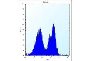 PCDHGA3 Antibody (Center) (ABIN657534 and ABIN2846552) flow cytometric analysis of Ramos cells (right histogram) compared to a negative control cell (left histogram).