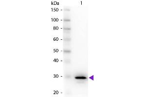 Western Blot of Rabbit Anti-Carbonic Anhydrase II primary antibody.