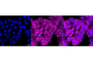 Immunocytochemical staining of HepG2 cells with GEMIN2 antibody (ABIN7798703), 1:1,000).