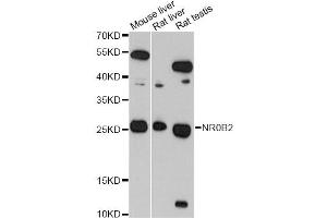 Western blot analysis of extracts of various cell lines, using NR0B2 antibody (ABIN5970937) at 1/1000 dilution. (NR0B2 anticorps)