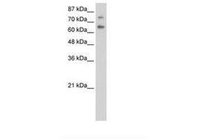 Image no. 1 for anti-Zinc Finger and SCAN Domain Containing 2 (ZSCAN2) (AA 31-80) antibody (ABIN6736257)