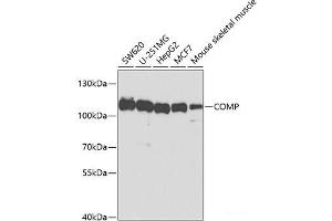 Western blot analysis of extracts of various cell lines using COMP Polyclonal Antibody at dilution of 1:1000. (COMP anticorps)