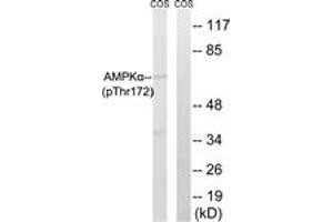 Western blot analysis of extracts from COS7 cells, using AMPK alpha (Phospho-Thr172) Antibody. (AMPK alpha anticorps  (pThr183))
