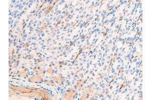 ABIN6267068 at 1/100 staining rat gastric tissue sections by IHC-P. (Smooth Muscle Actin anticorps  (N-Term))