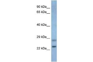 WB Suggested Anti-Neurog3 Antibody Titration: 1. (Neurogenin 3 anticorps  (Middle Region))