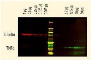 DyLight™ dyes can be used for two-color Western Blot detection with low background and high signal. (Chèvre anti-Lapin IgG (Heavy & Light Chain) Anticorps (DyLight 680) - Preadsorbed)
