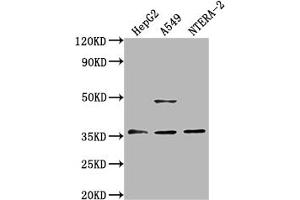 Western Blot Positive WB detected in: HepG2 whole cell lysate, A549 whole cell lysate, NTERA-2 whole cell lysate All lanes: OR4D10 antibody at 1:2000 Secondary Goat polyclonal to rabbit IgG at 1/50000 dilution Predicted band size: 36 kDa Observed band size: 36 kDa (OR4D1 anticorps  (AA 86-98))