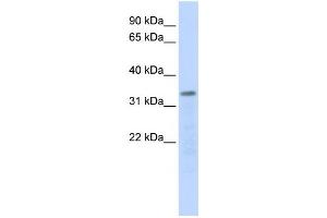 Western Blotting (WB) image for anti-Polymerase (RNA) III (DNA Directed) Polypeptide F, 39 KDa (POLR3F) antibody (ABIN2459222) (POLR3F anticorps)