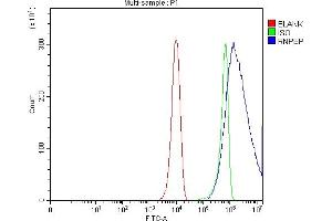 Flow Cytometry analysis of Hela cells using anti-AP-B/RNPEP antibody (ABIN7602252). (RNPEP anticorps  (AA 66-648))