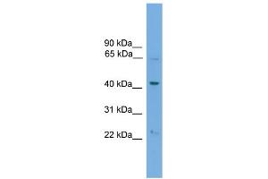 WB Suggested Anti-PODXL2 Antibody Titration:  0.