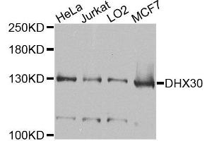 Western blot analysis of extracts of various cells, using DHX30 antibody. (DHX30 anticorps)