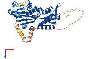 AlphaFold protein structure predicition of Human Recombinant RIMKLB Protein, UniprotID Q9ULI2
