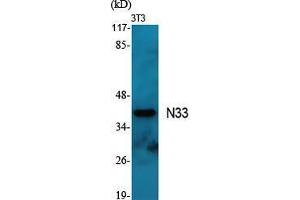 Western Blot (WB) analysis of specific cells using N33 Polyclonal Antibody. (TUSC3 anticorps  (Internal Region))