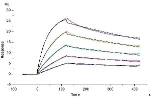 Human IL-23R, mFc Tag captured on CM5 Chip via Anti-Mouse Antibody can bind Human IL-23 alpha&IL-12 beta, His Tag with an affinity constant of 11.
