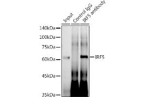Immunoprecipitation analysis of 600 μg extracts of Mouse thymus using 3 μg IRF5 antibody (ABIN7267957).