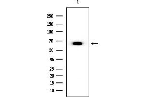 anti-Smg-9 Homolog, Nonsense Mediated mRNA Decay Factor (SMG9) (Internal Region) antibody