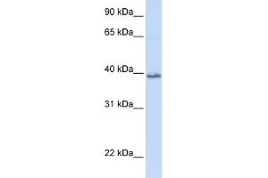 WB Suggested Anti-TSPAN10 Antibody Titration:  0. (TSPAN10 anticorps  (N-Term))