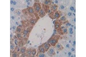 IHC-P analysis of Mouse Tissue, with DAB staining. (MSMB anticorps  (AA 21-113))