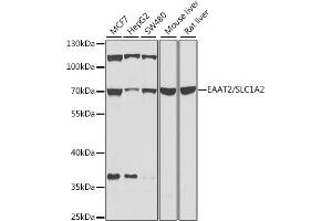 Western blot analysis of extracts of various cell lines, using E/E/SLC1 antibody (ABIN6129469, ABIN6147870, ABIN6147871 and ABIN6214022) at 1:1000 dilution. (SLC1A2 anticorps  (AA 495-574))