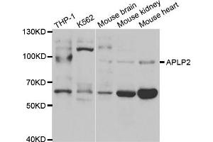 Western Blotting (WB) image for anti-Amyloid beta (A4) Precursor-Like Protein 2 (APLP2) antibody (ABIN1876643)