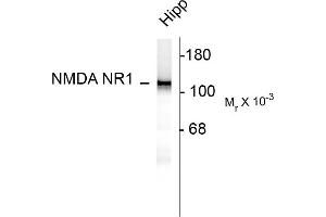 Western blots of 10 ug of rat hippocampal (Hipp) lysate showing specific immunolabeling of the ~120k NR1 subunit of the NMDA receptor. (GRIN1/NMDAR1 anticorps  (AA 1-564))