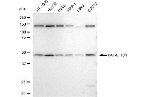 Western blotting analysis using PAFAH1B1 antibody (ABIN7799849).