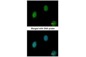 ICC/IF Image Immunofluorescence analysis of paraformaldehyde-fixed HeLa, using C1orf165, antibody at 1:200 dilution. (BEND5 anticorps)