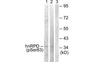 Western Blotting (WB) image for anti-Heterogeneous Nuclear Ribonucleoprotein D (HNRNPD) (pSer83) antibody (ABIN1847380) (HNRNPD/AUF1 anticorps  (pSer83))