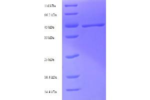 SDS-PAGE (SDS) image for Green Fluorescent Protein (GFP) (AA 1-238), (full length) protein (His-SUMO Tag) (ABIN5710910)