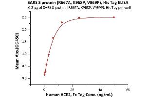 Immobilized SARS S protein (R667A, K968P, V969P), His Tag (ABIN6973214) at 2 μg/mL (100 μL/well) can bind Human ACE2, Fc Tag (ABIN6952459,ABIN6952465) with a linear range of 0.