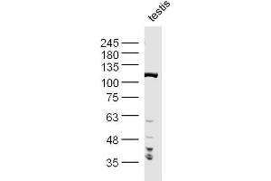 Mouse Testis lysates probed with PPP1R10 Polyclonal Antibody, Unconjugated  at 1:300 dilution and 4˚C overnight incubation.