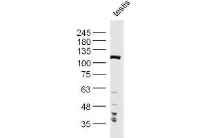 Mouse Testis lysates probed with PPP1R10 Polyclonal Antibody, Unconjugated  at 1:300 dilution and 4˚C overnight incubation. (PPP1R10 anticorps  (AA 151-250))