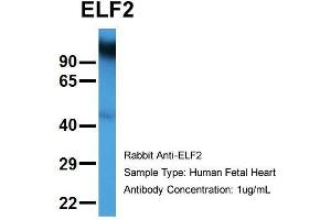 Hum. (ELF2 anticorps  (N-Term))