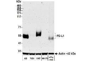 Western Blotting (WB) image for anti-CD274 (PD-L1) (AA 19-239) antibody (ABIN7449160)