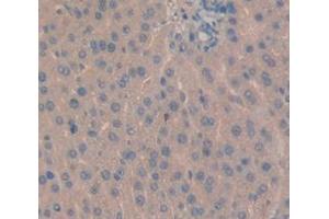 IHC-P analysis of Rat Tissue, with DAB staining. (INHBE anticorps  (AA 237-350))