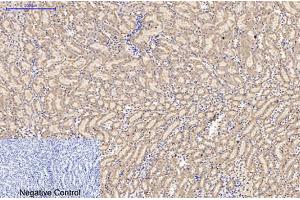 Immunohistochemical analysis of paraffin-embedded mouse kidney tissue.