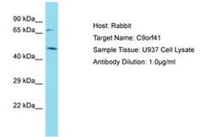 Image no. 1 for anti-Chromosome 9 Open Reading Frame 41 (C9orf41) (AA 142-191) antibody (ABIN6750757) (C9orf41 anticorps  (AA 142-191))