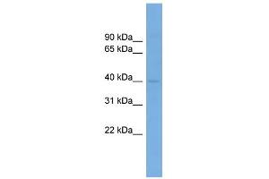 WB Suggested Anti-PPP1R8 Antibody Titration:  0. (PPP1R8 anticorps  (N-Term))